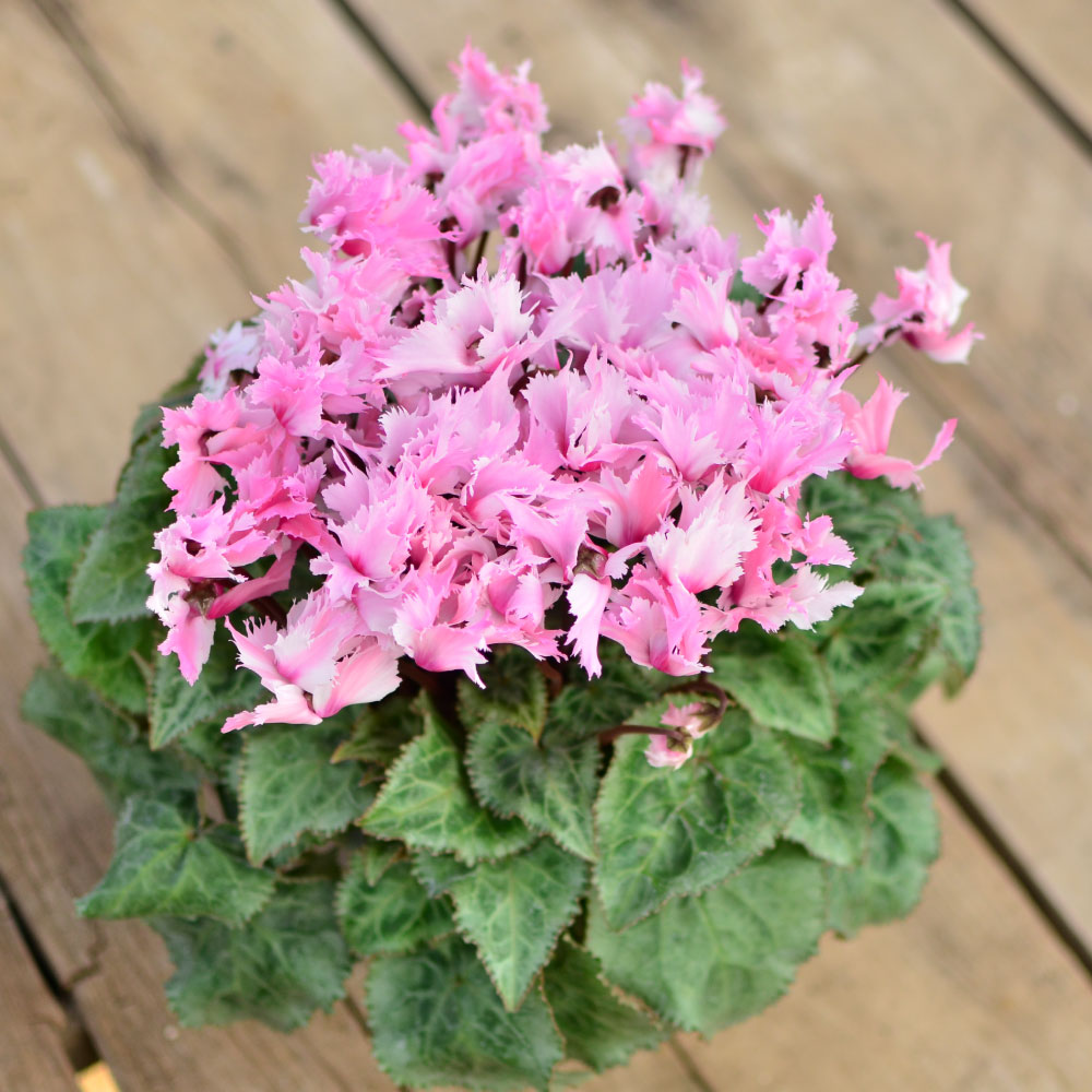 ���r�����X5����