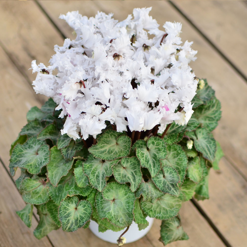 ���r�����X5����