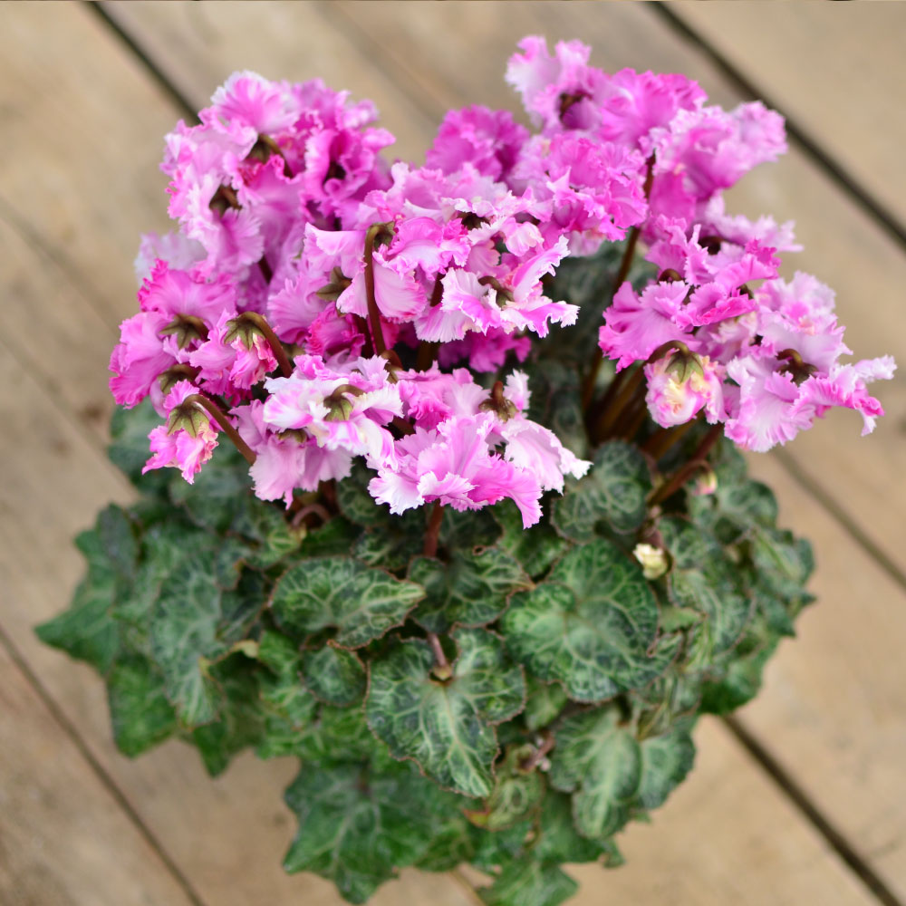 ���r�����X5����