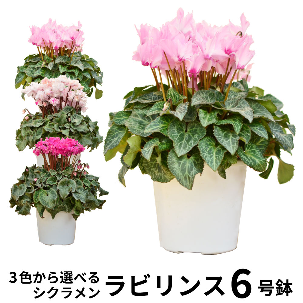 ���r�����X5����