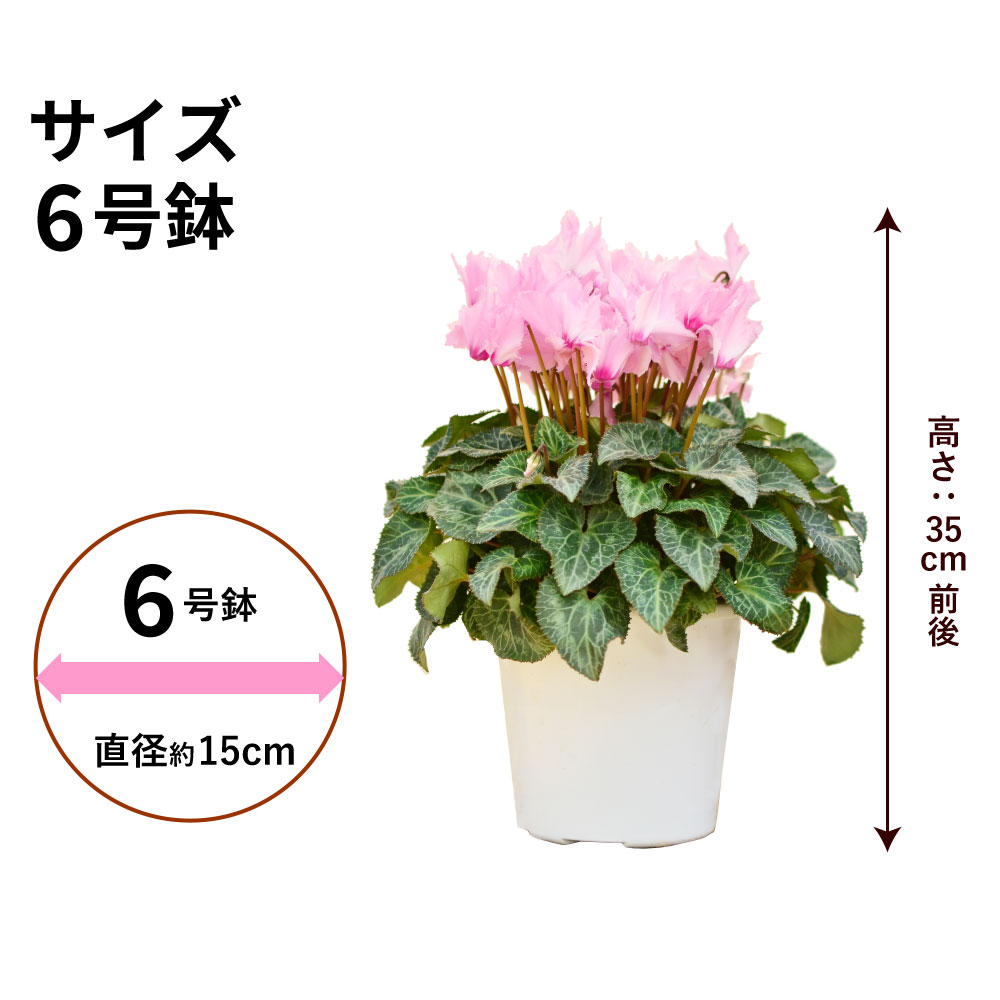 ���r�����X5����