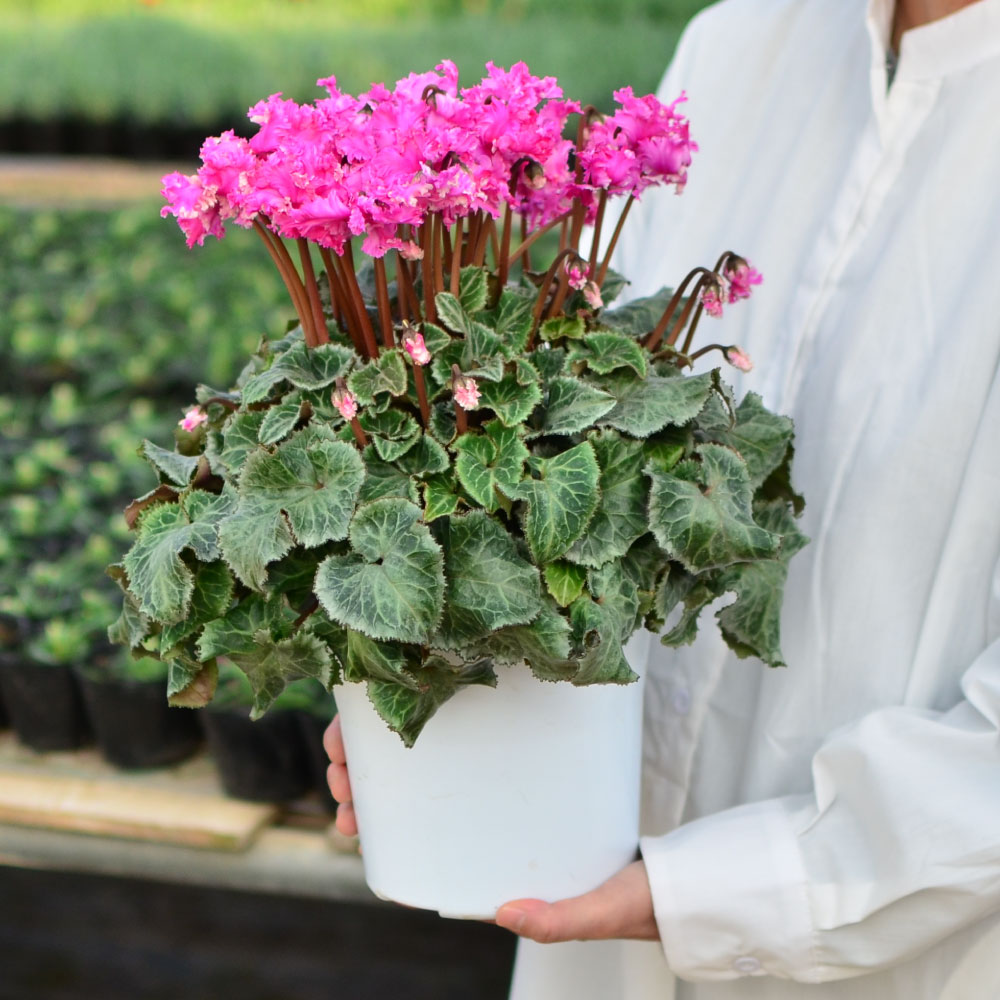 ���r�����X5����