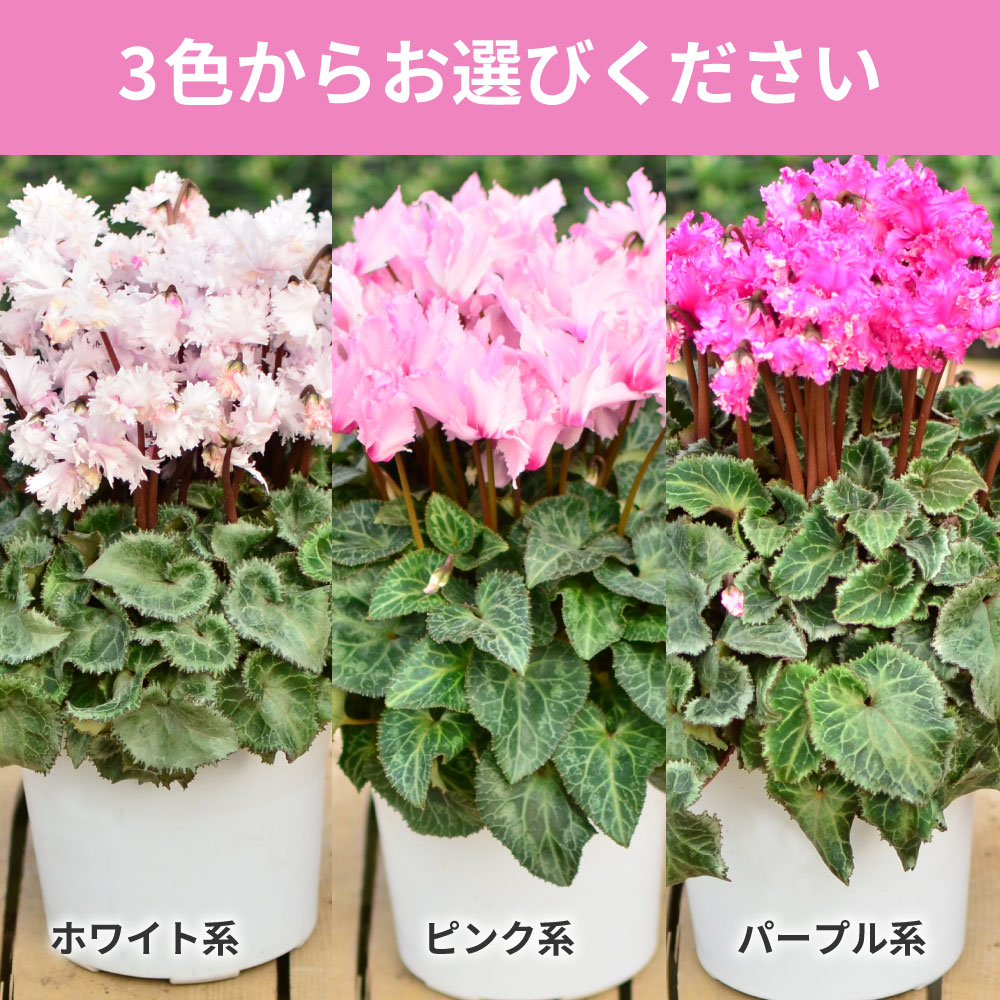 ���r�����X5����