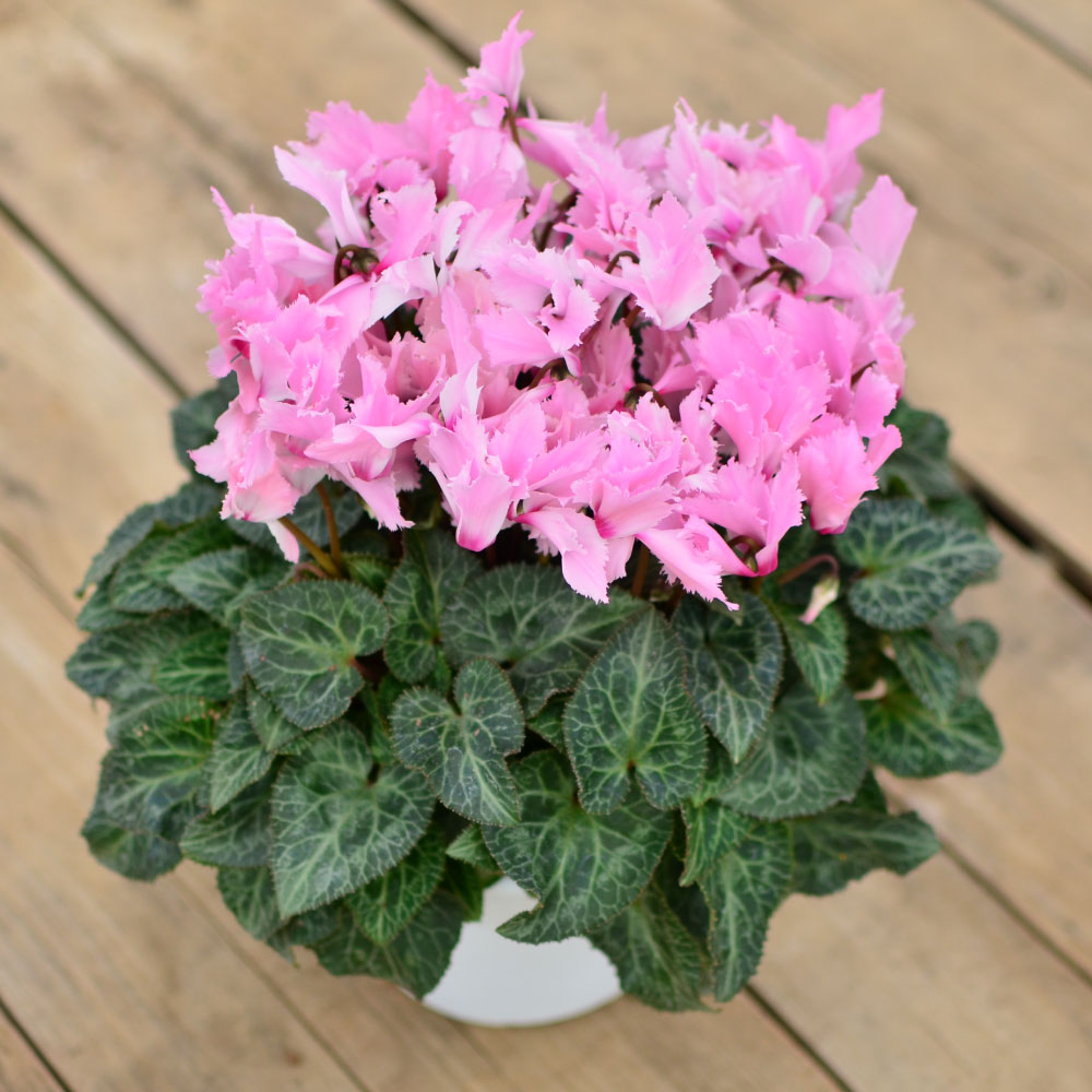 ���r�����X5����