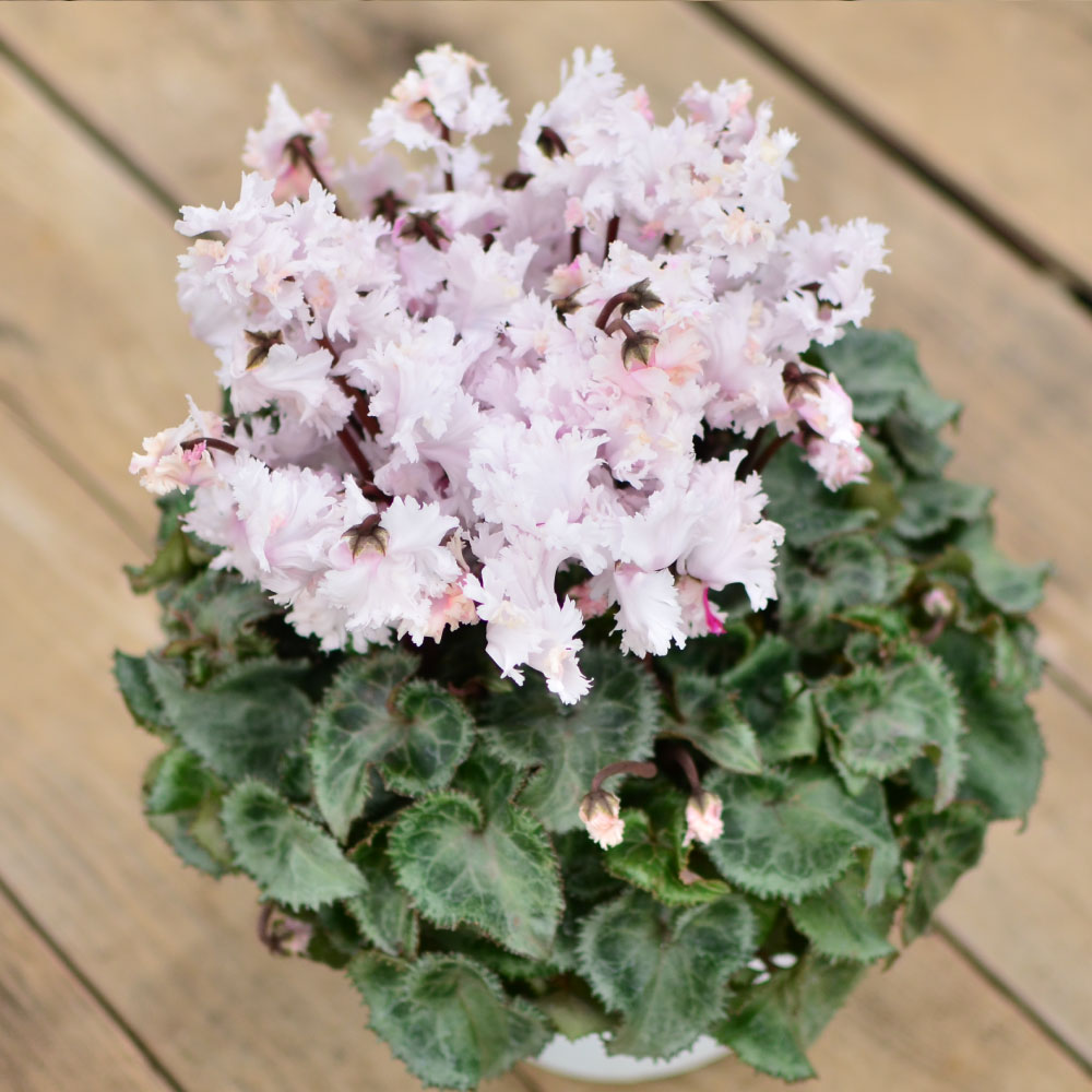 ���r�����X5����