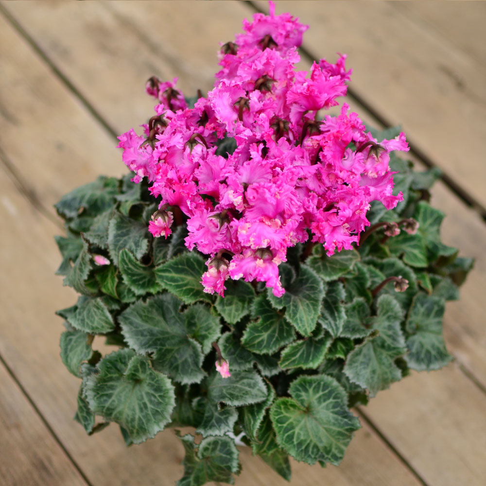 ���r�����X5����