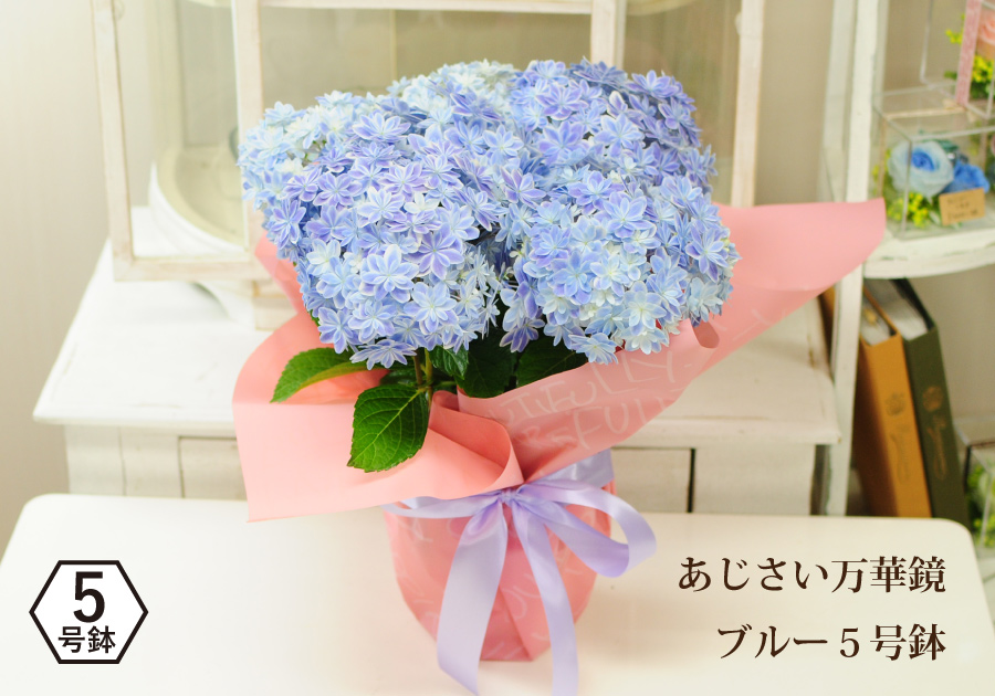 誕生日 プレゼント あじさい 紫陽花 ギフト 2023 花 あじさい アジサイ 紫陽花 万華鏡 ブルー 5号鉢