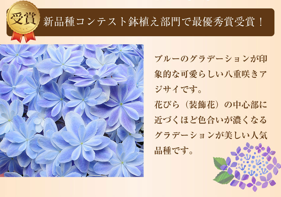 アジサイ 万華鏡 ブルー 5号鉢 母の日 22 あじさい 母の日花ギフト22 母の日にお母さんへ贈るアジサイの鉢花 エーデルワイス 花の贈り物 フラワーギフト通販 花宅配 水戸市