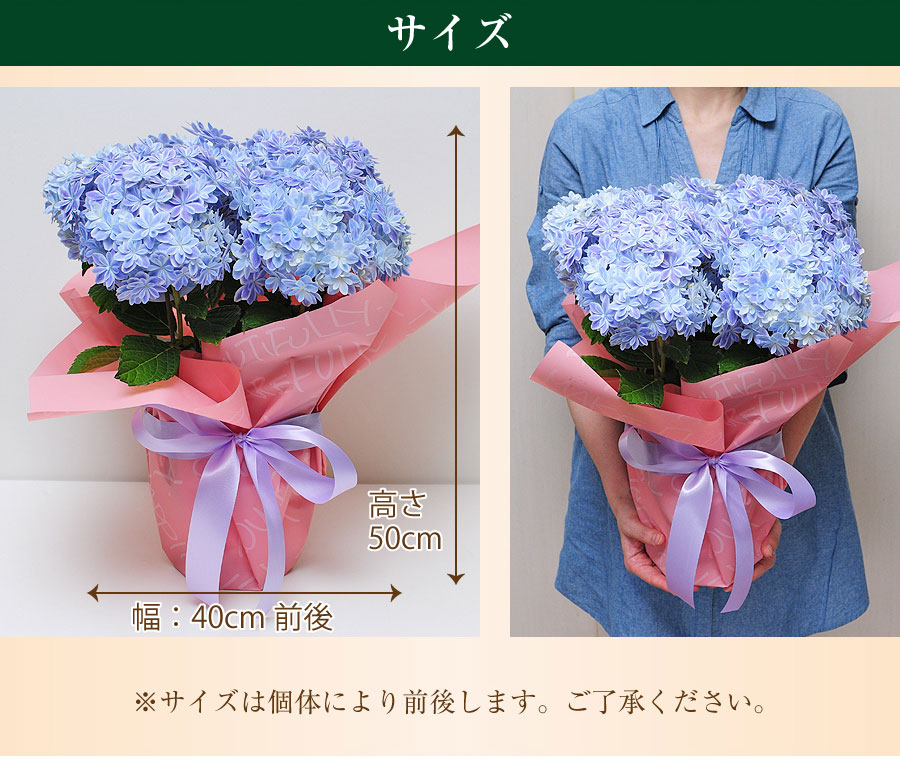 誕生日 プレゼント あじさい 紫陽花 ギフト 2023 花 あじさい アジサイ 紫陽花 万華鏡 ブルー 5号鉢