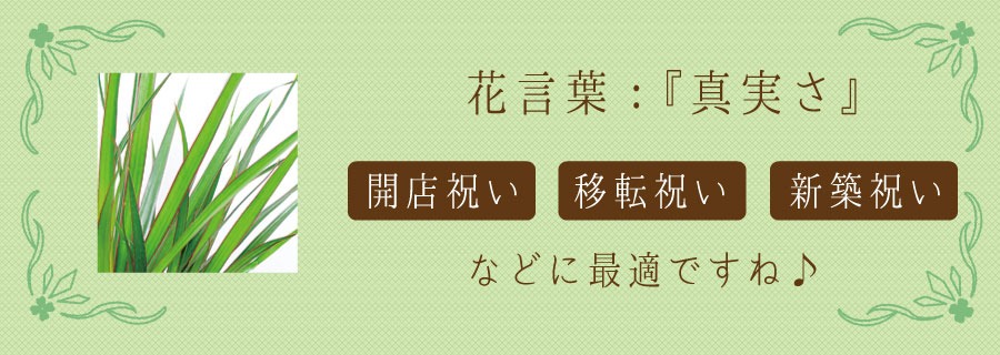 ドラセナ コンシンネ マジナータ 真実の木 7号鉢 観葉植物 開店祝い 移転祝い 新築祝い 観葉植物 エーデルワイス 花の贈り物 フラワーギフト通販 花宅配 水戸市