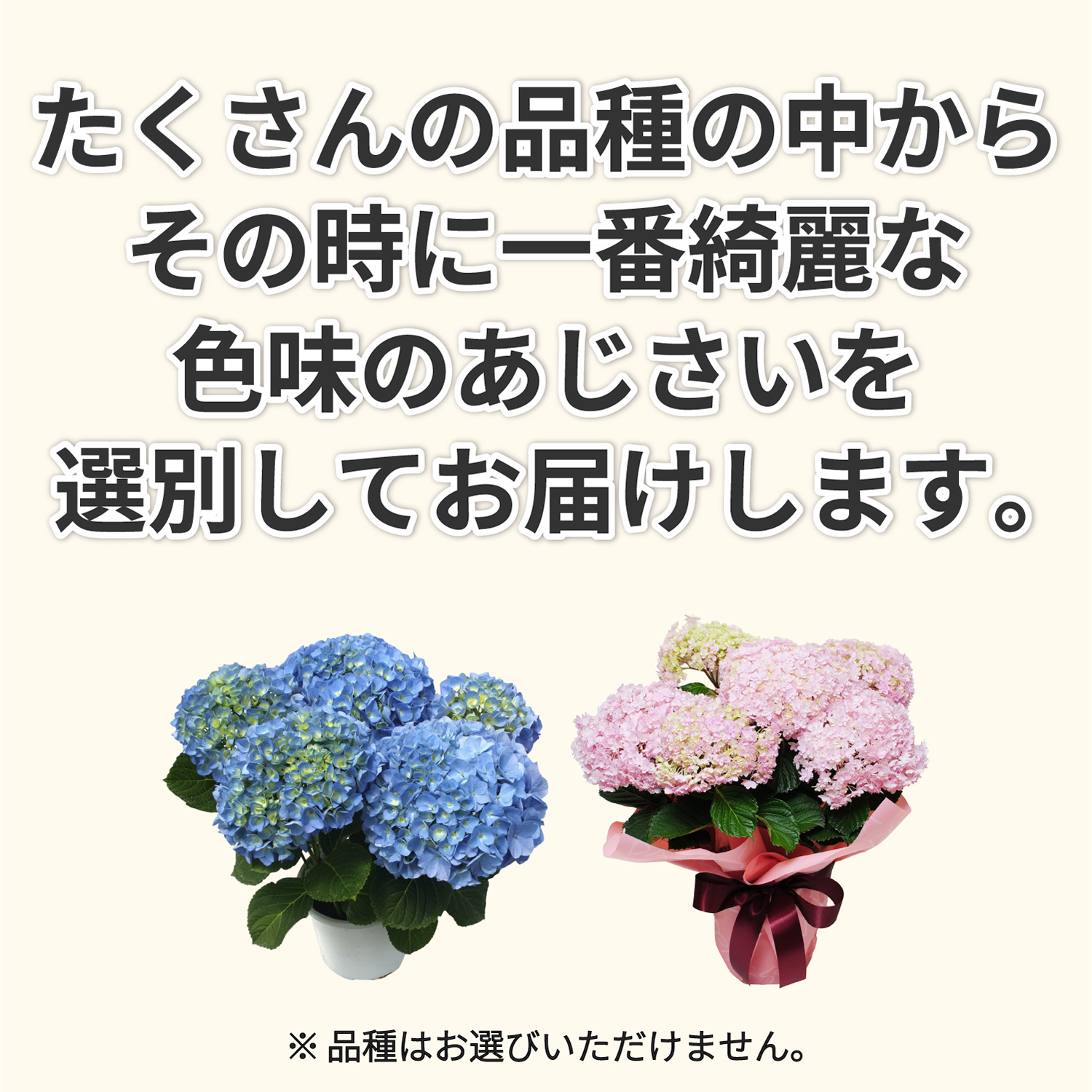 ����Y��ȐF���̂������������͂�