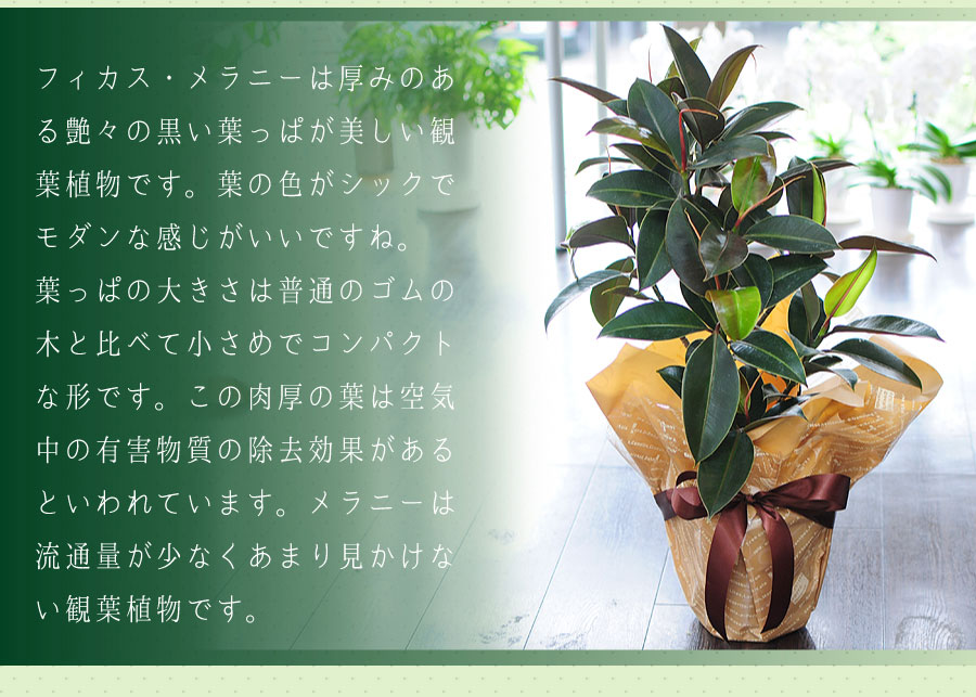 フィカス メラニー 7号鉢 観葉植物 ゴムの木 鉢 フラワーギフト 観葉植物 エーデルワイス 花の贈り物 フラワーギフト通販 花宅配 水戸市