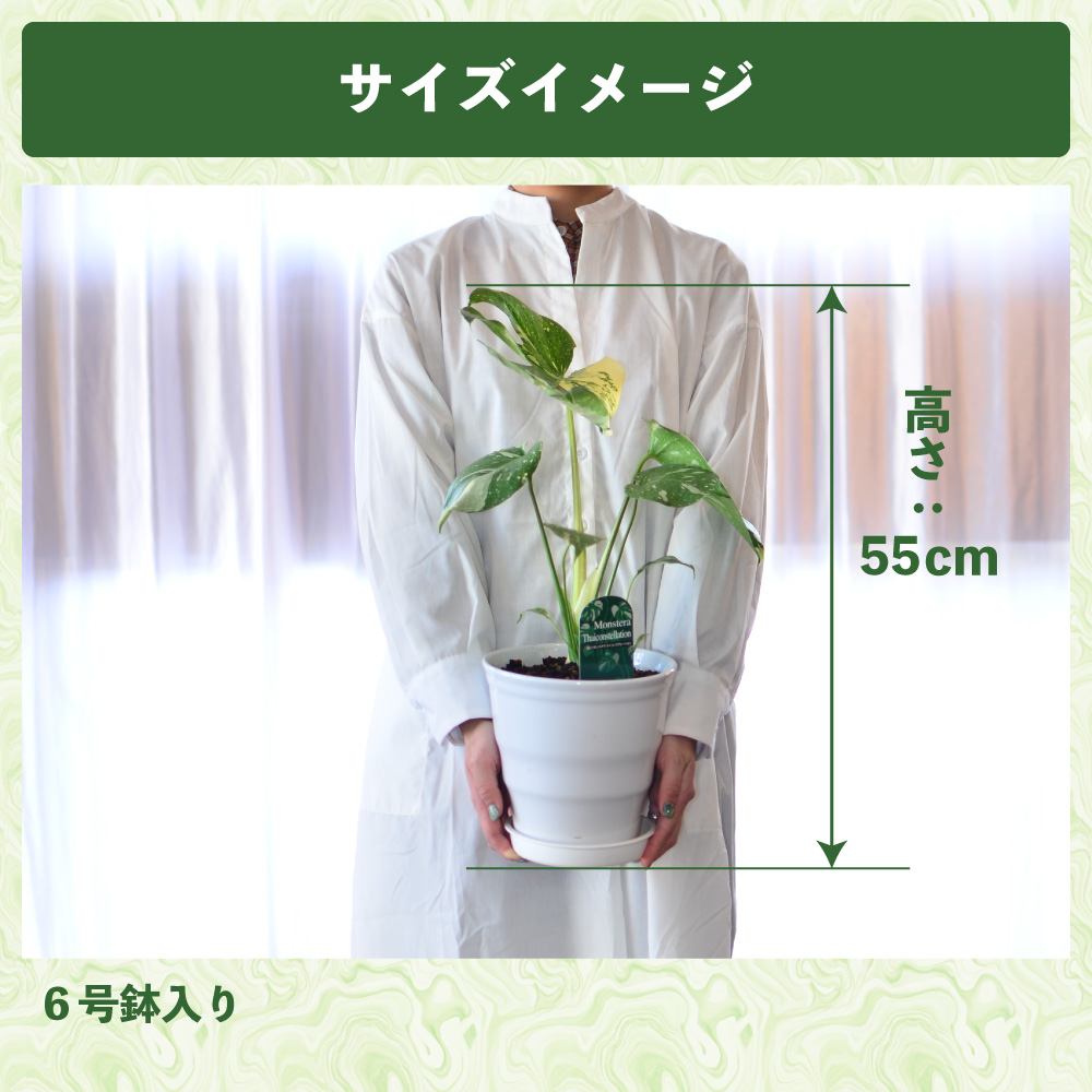 �����胂���X�e��