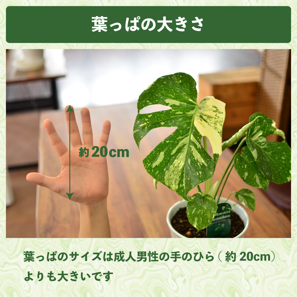 �����胂���X�e��