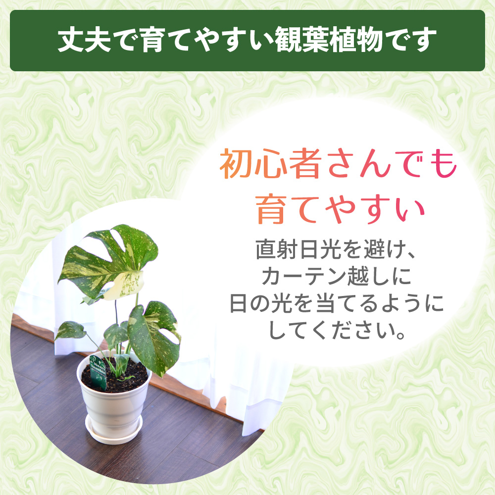 �����胂���X�e��