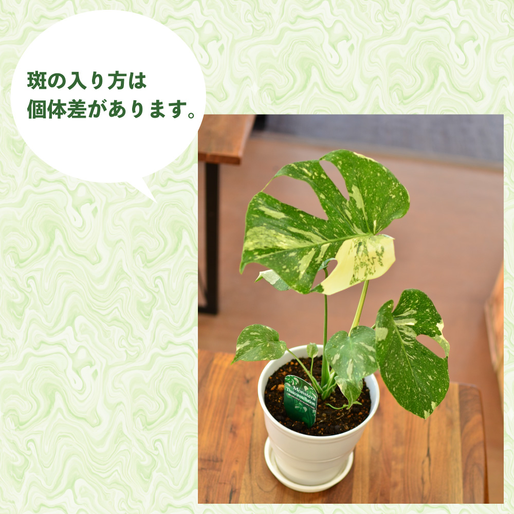 �����胂���X�e��