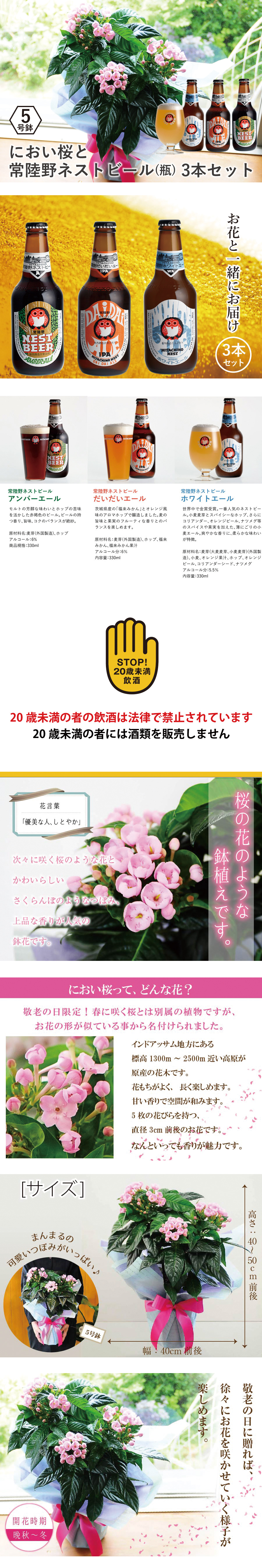 におい桜の鉢植え 5号鉢と常陸野ネストビール(瓶) 3本セット