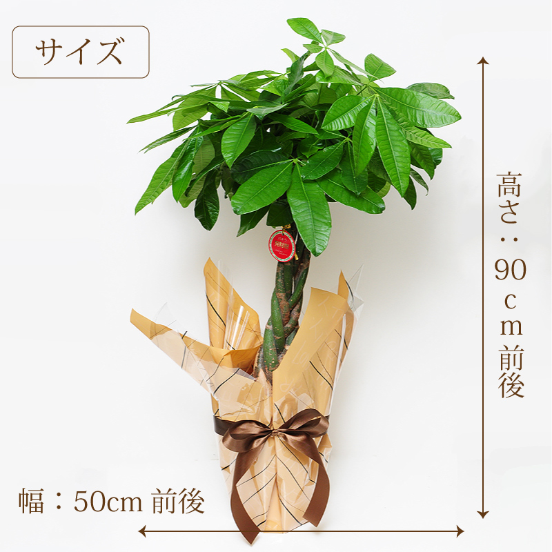 観葉植物 パキラ 6.5～7号鉢 開店祝い 移転祝い 新築祝い 観葉植物 エーデルワイス【花の贈り物】 フラワーギフト通販 花宅配 水戸市
