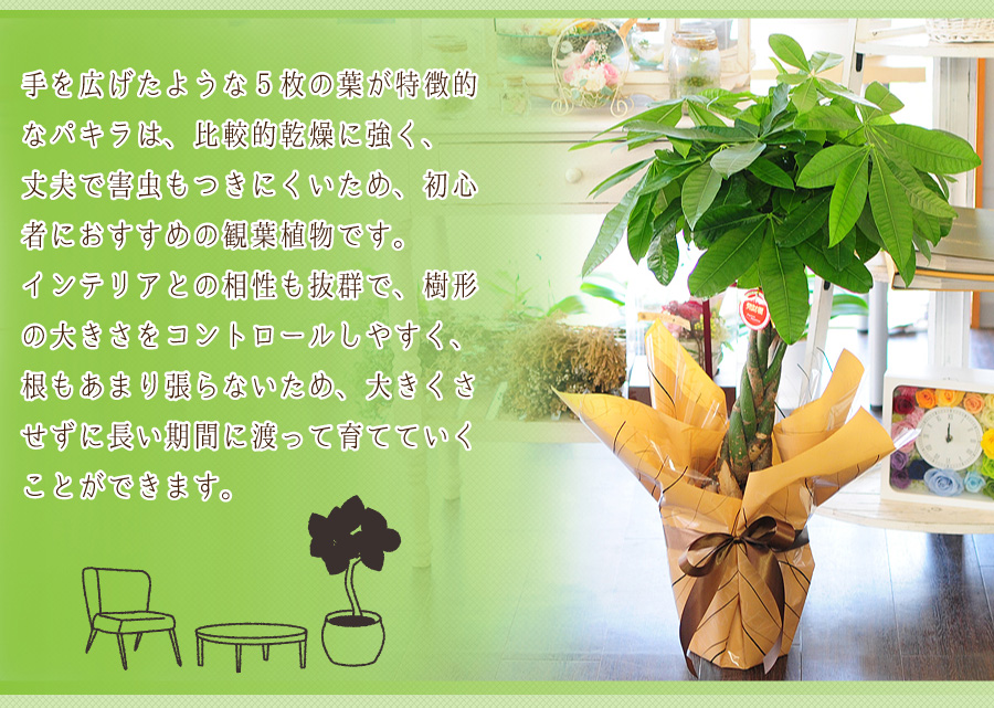 パキラ 6号鉢 観葉植物 開店祝い 移転祝い 新築祝い 観葉植物 エーデルワイス 花の贈り物 フラワーギフト通販 花宅配 水戸市 パキラ 6号鉢 観葉植物 開店祝い 移転祝い 新築祝い 観葉植物 エーデルワイス 花の贈り物 フラワーギフト通販 花宅配 水戸市
