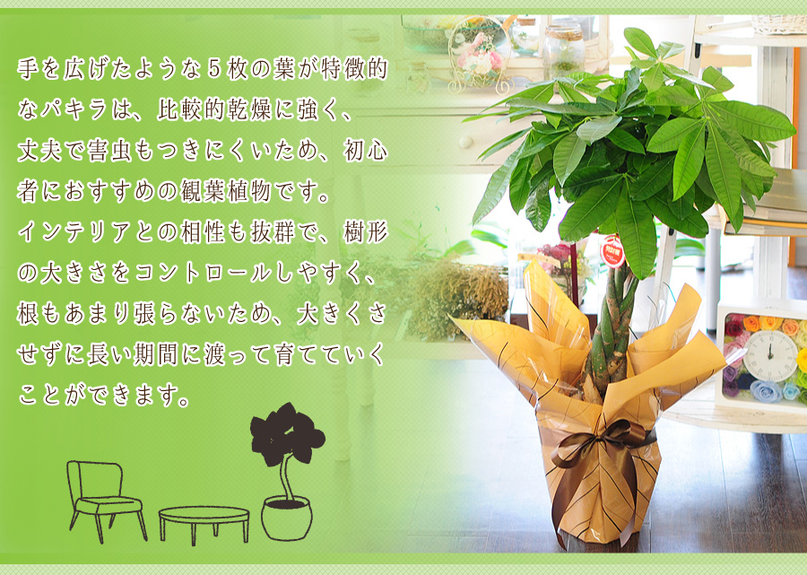 パキラ 6号鉢 観葉植物 開店祝い 移転祝い 新築祝い 観葉植物 エーデルワイス 花の贈り物 フラワーギフト通販 花宅配 水戸市