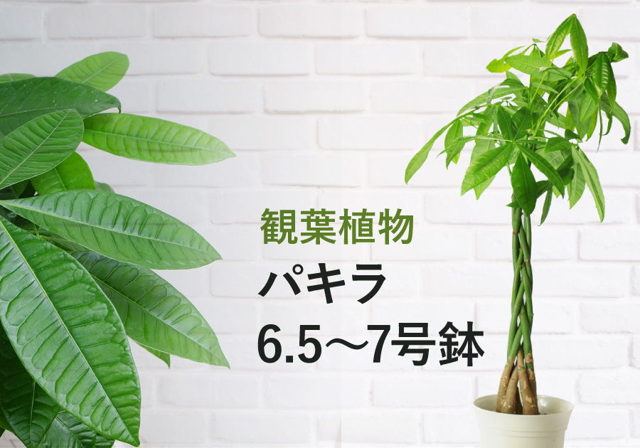 観葉植物 開店祝い 移転祝い 新築祝い パキラ 6 5 7号鉢 観葉植物 エーデルワイス 花の贈り物 フラワーギフト通販 花宅配 水戸市