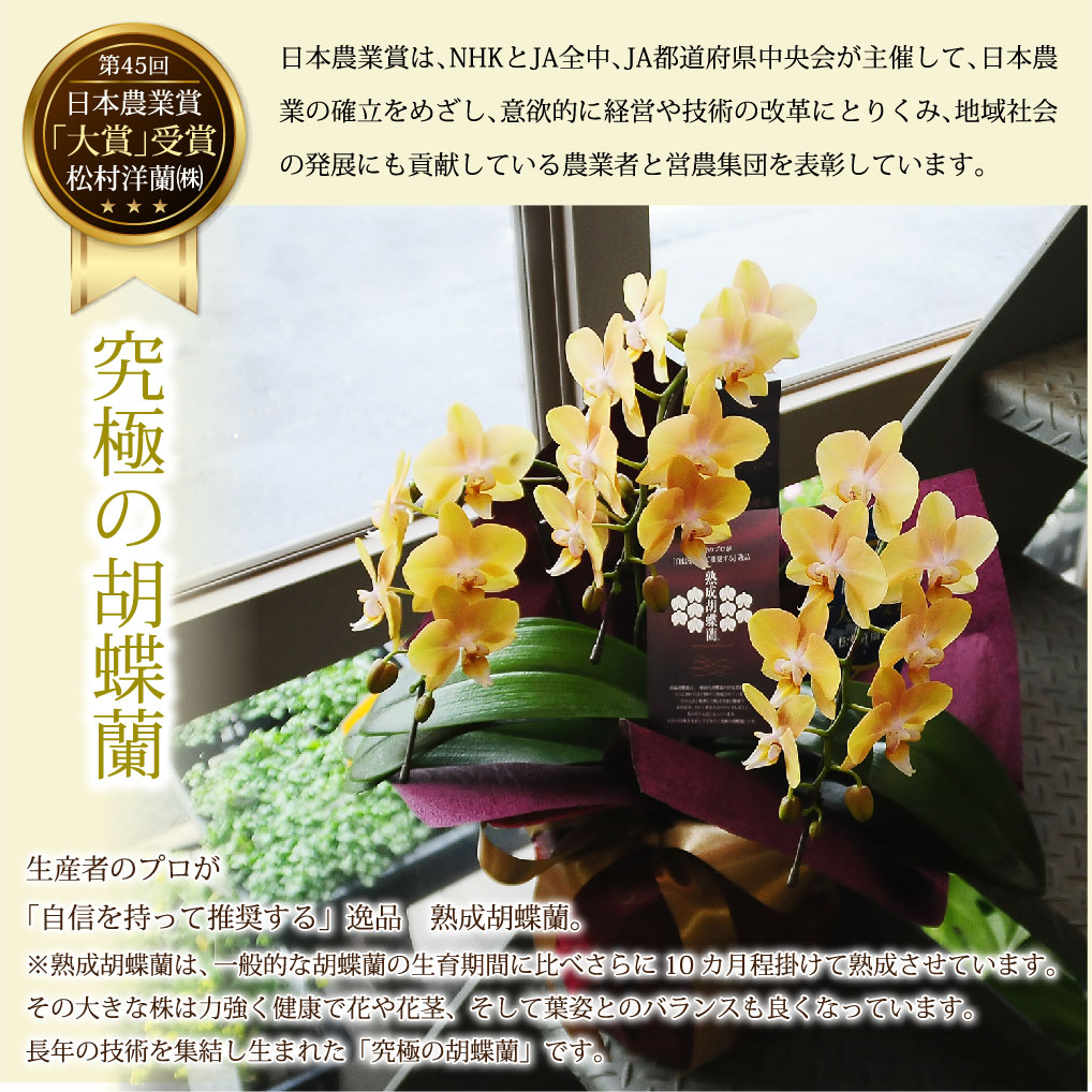 ミディ胡蝶蘭 ゴールデンマンボ 3本立 花持ちが良い