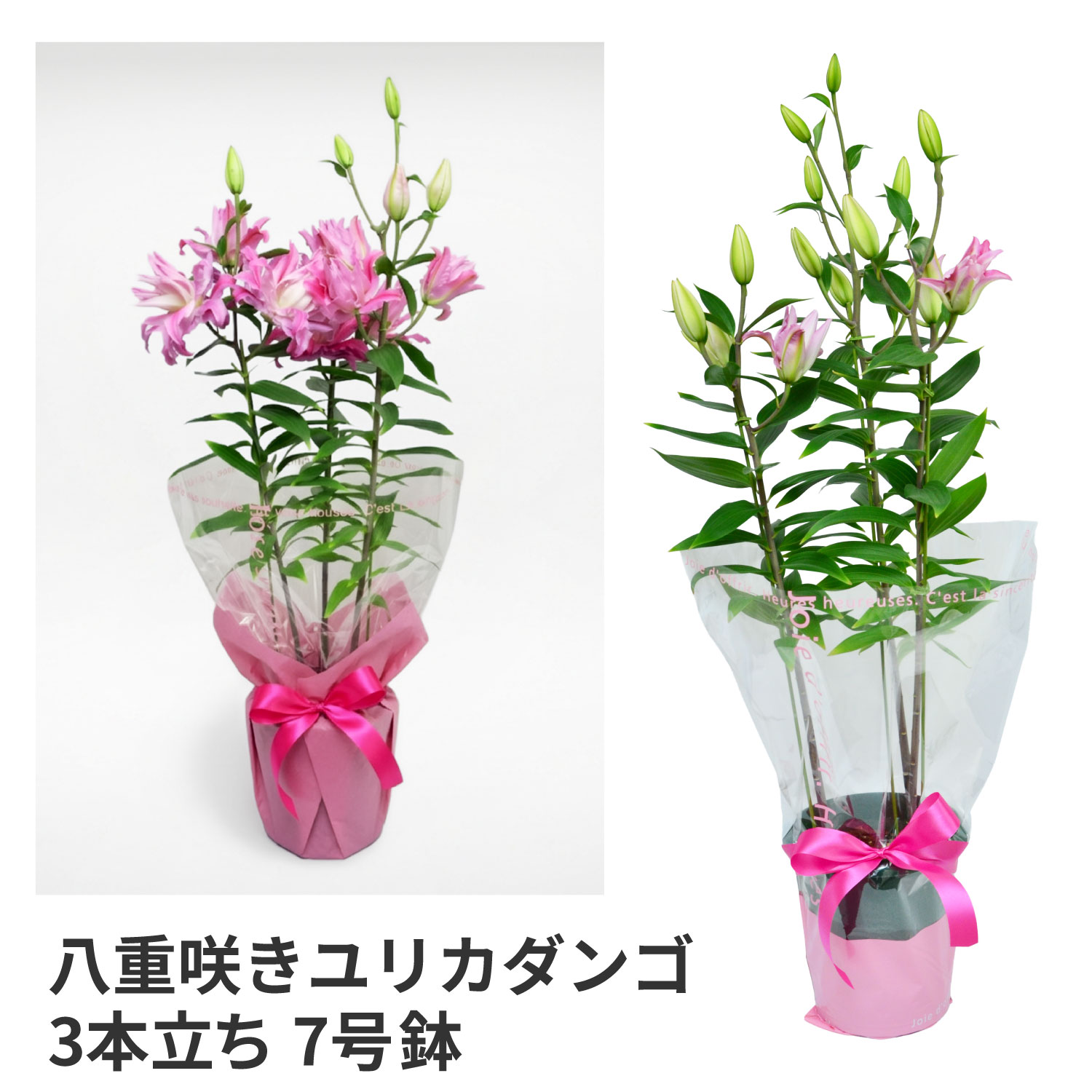 �J�_���S���d����