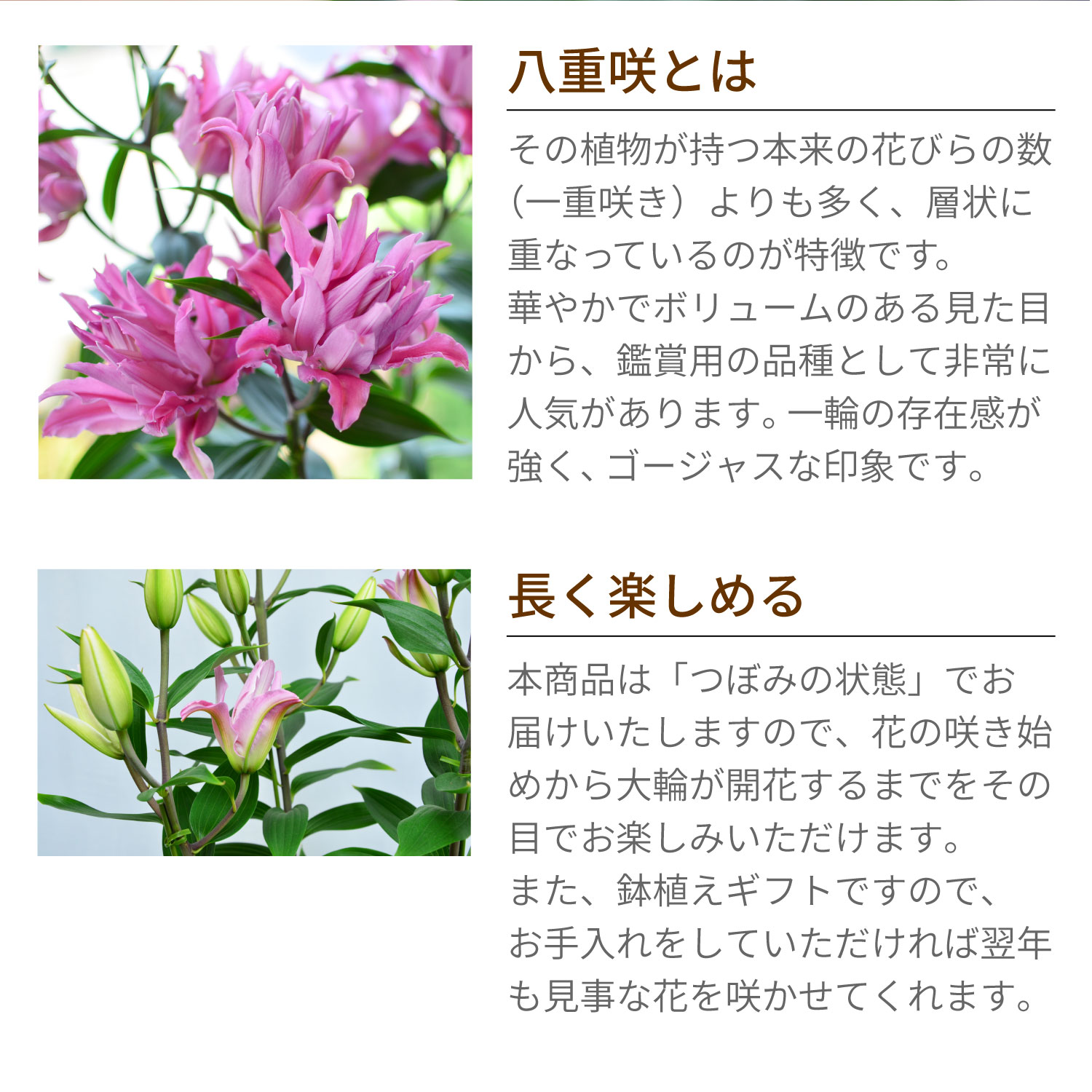 �J�_���S���d��������