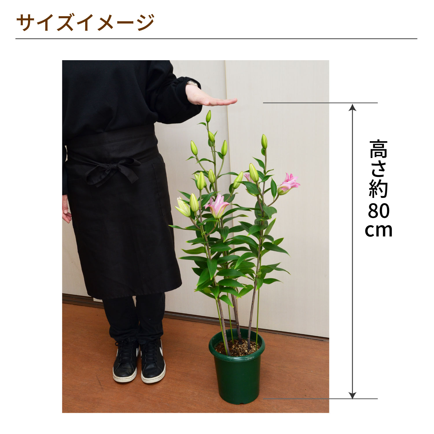 �J�_���S���d�����T�C�Y�C���[�W