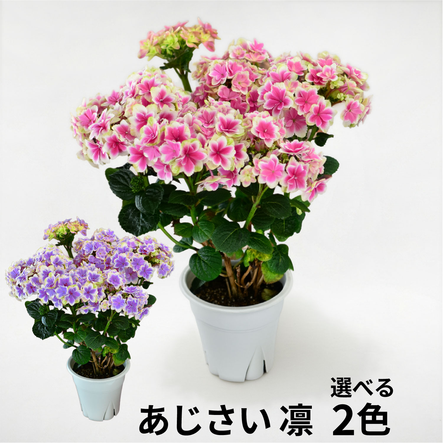 ���������z