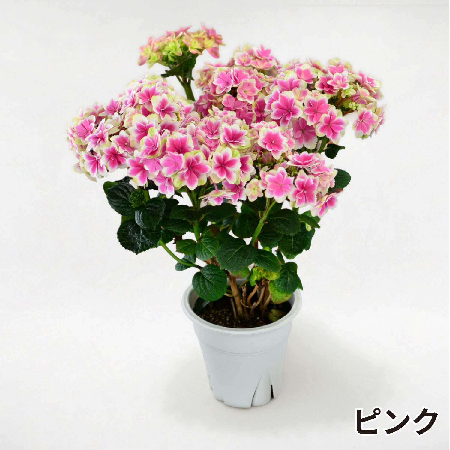 ���������z �s���N