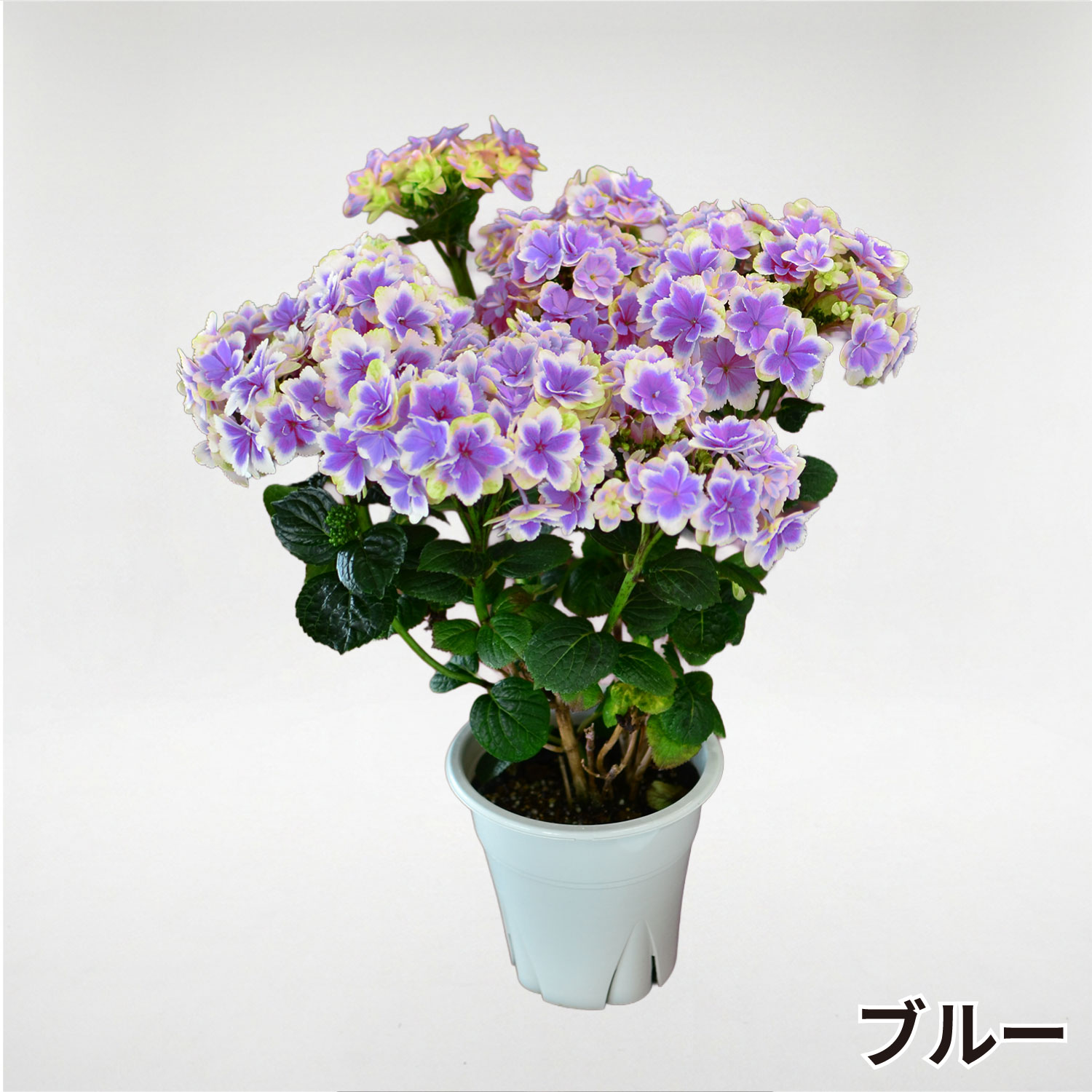 ���������z �u���[