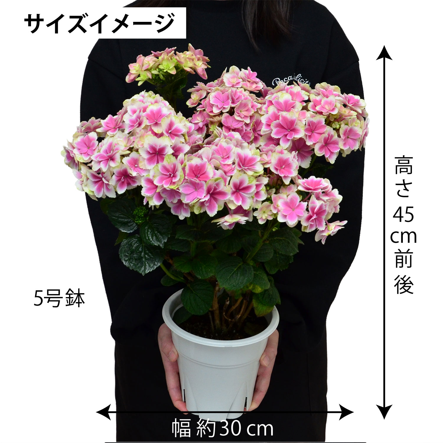 ���������z �T�C�Y�C���[�W�s���N