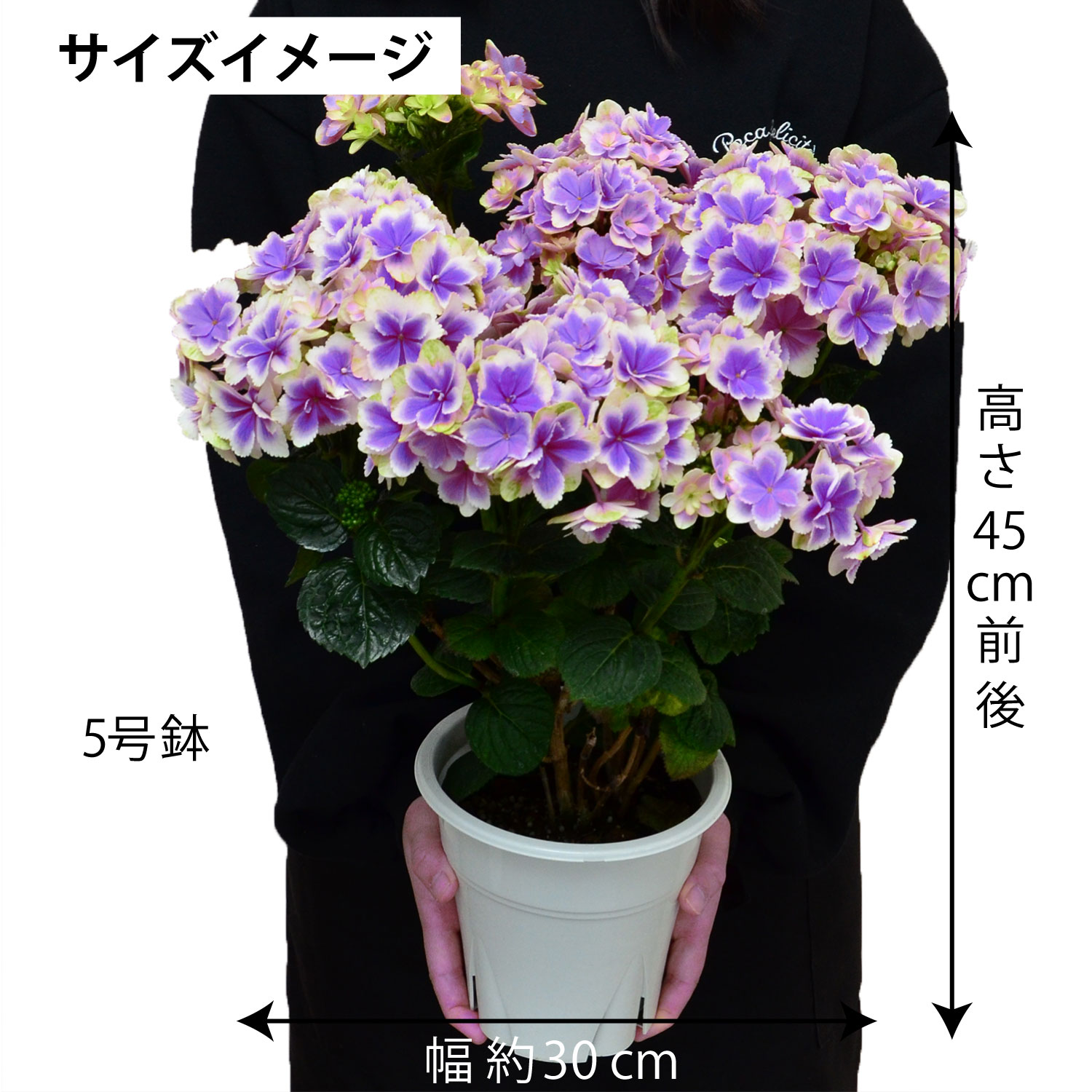 ���������z �T�C�Y�C���[�W�u���[