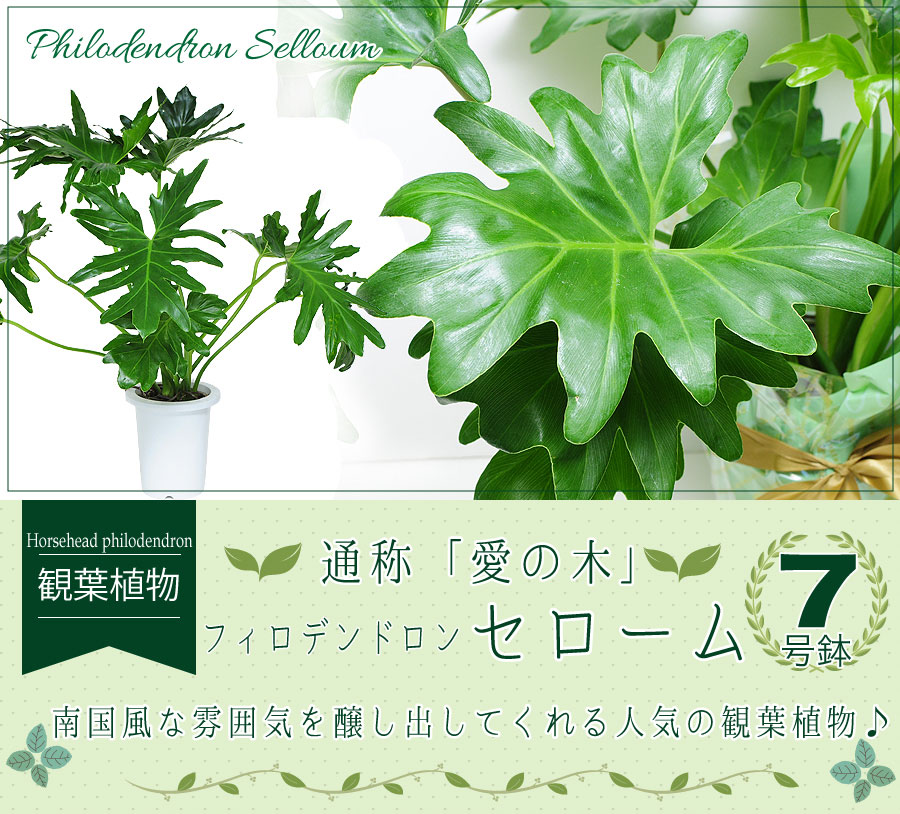 フィロデンドロン セローム 7号鉢 観葉植物 開店祝い 移転祝い 新築祝い 観葉植物 エーデルワイス 花の贈り物 フラワーギフト通販 花宅配 水戸市