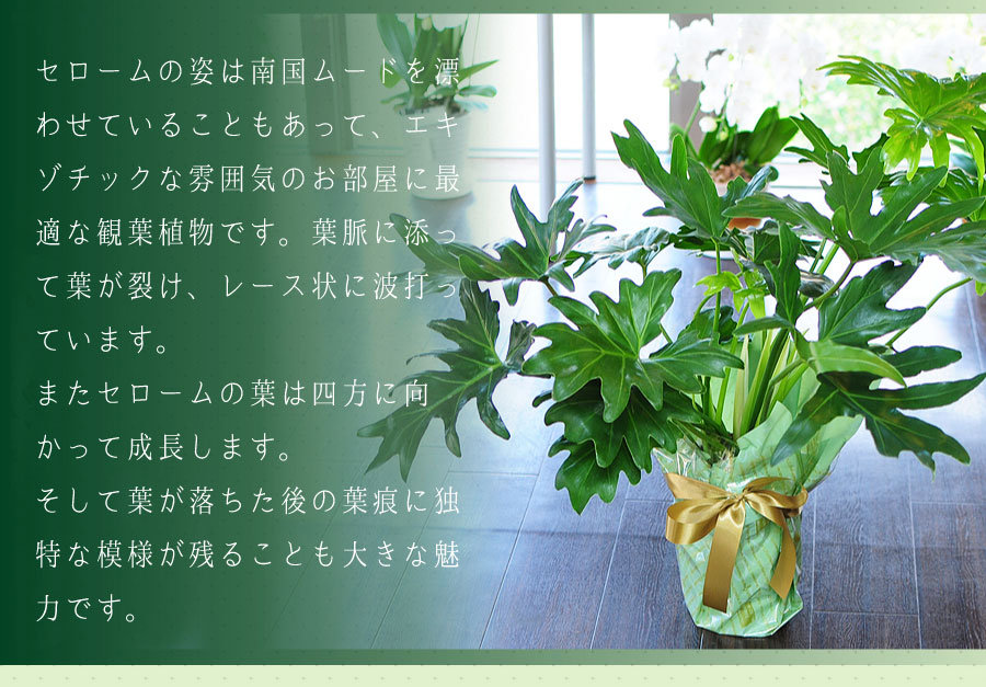 フィロデンドロン セローム 7号鉢 観葉植物 開店祝い 移転祝い 新築祝い 観葉植物 エーデルワイス 花の贈り物 フラワーギフト通販 花宅配 水戸市 フィロデンドロン セローム 7号鉢 観葉植物 開店祝い 移転祝い 新築祝い 観葉植物 エーデルワイス 花の贈り物 フラワーギフト通販 花宅配 水戸市