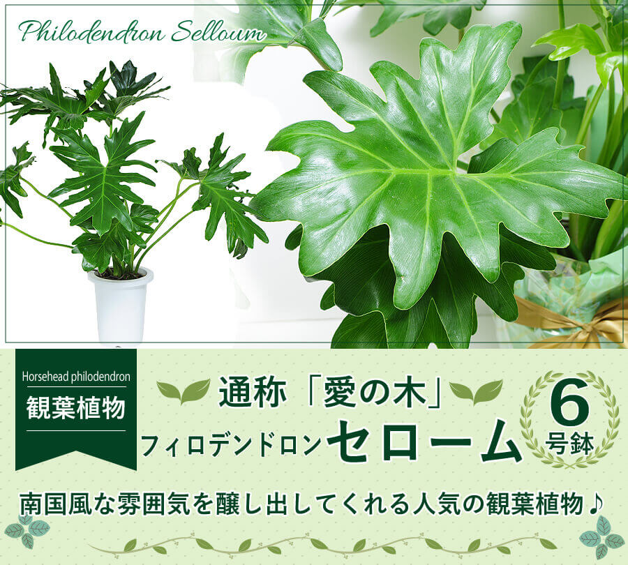 フィロデンドロン セローム 6号鉢 観葉植物 観葉植物 エーデルワイス 花の贈り物 フラワーギフト通販 花宅配 水戸市