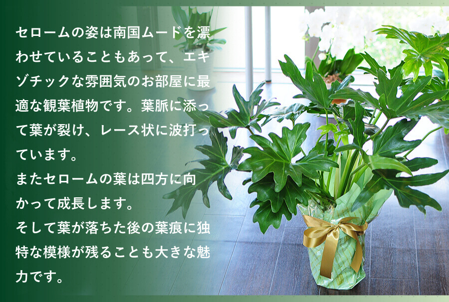 フィロデンドロン セローム 5号鉢 観葉植物 観葉植物 エーデルワイス 花の贈り物 フラワーギフト通販 花宅配 水戸市