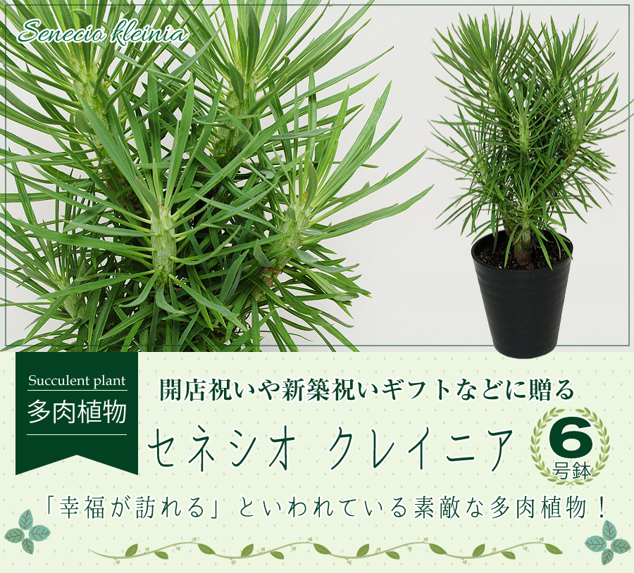 モンキーツリー セネシオ クレイニア 6号鉢 産地直送 多肉植物 観葉植物 観葉植物 エーデルワイス 花の贈り物 フラワーギフト通販 花宅配 水戸市