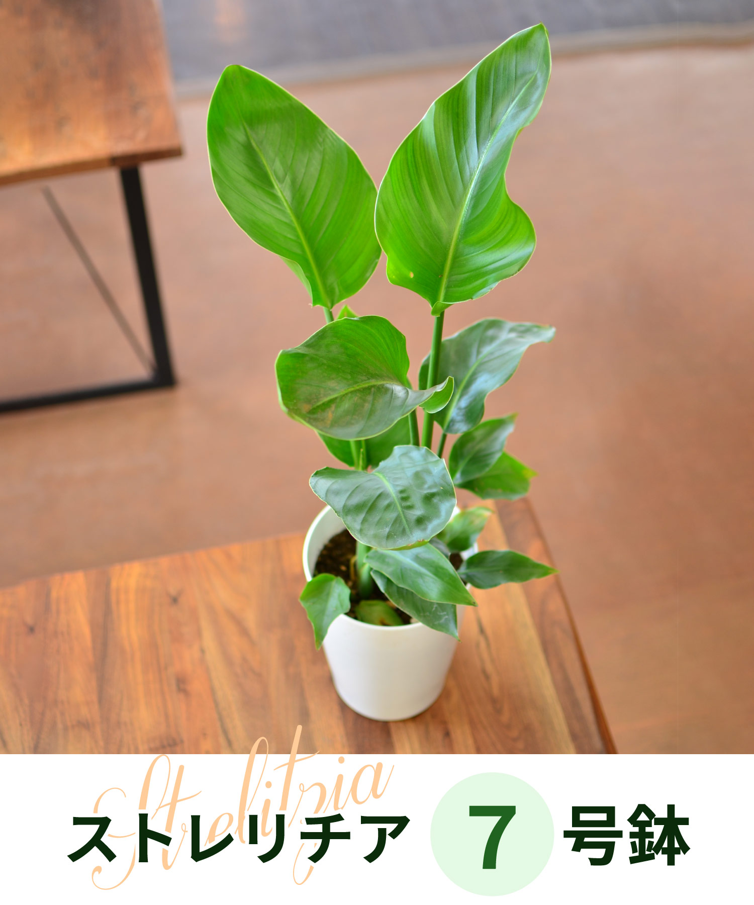 �X�g�����`�A7����