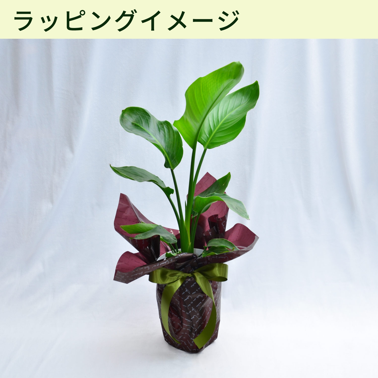 �T�C�Y�C���[�W ��