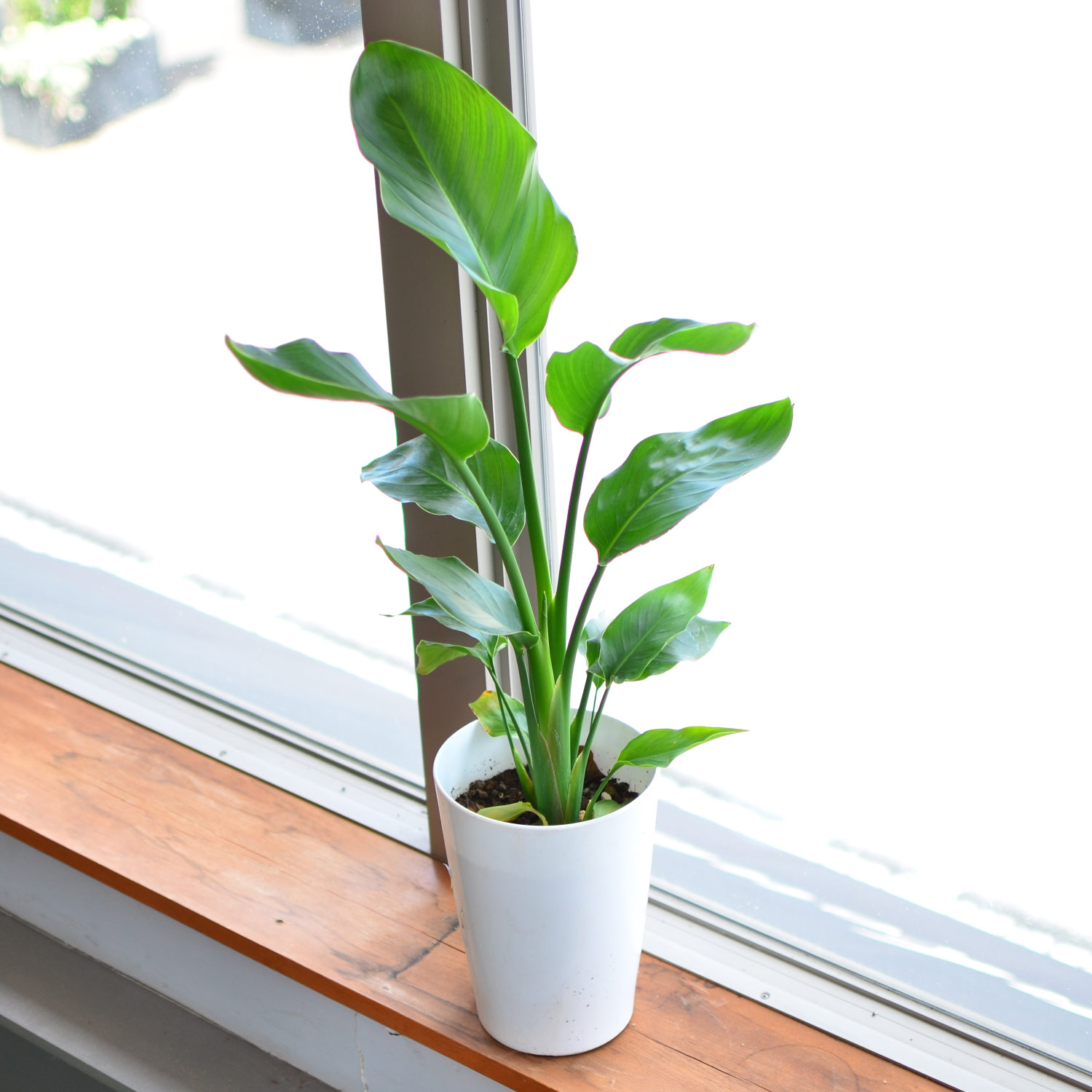 �X�g�����`�A7�����C���[�W