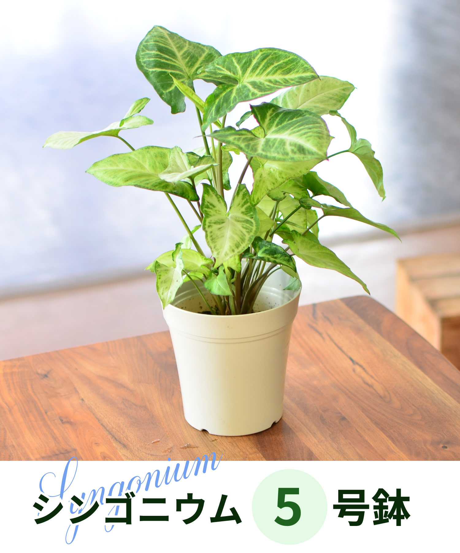 �V���S�j�E��5����