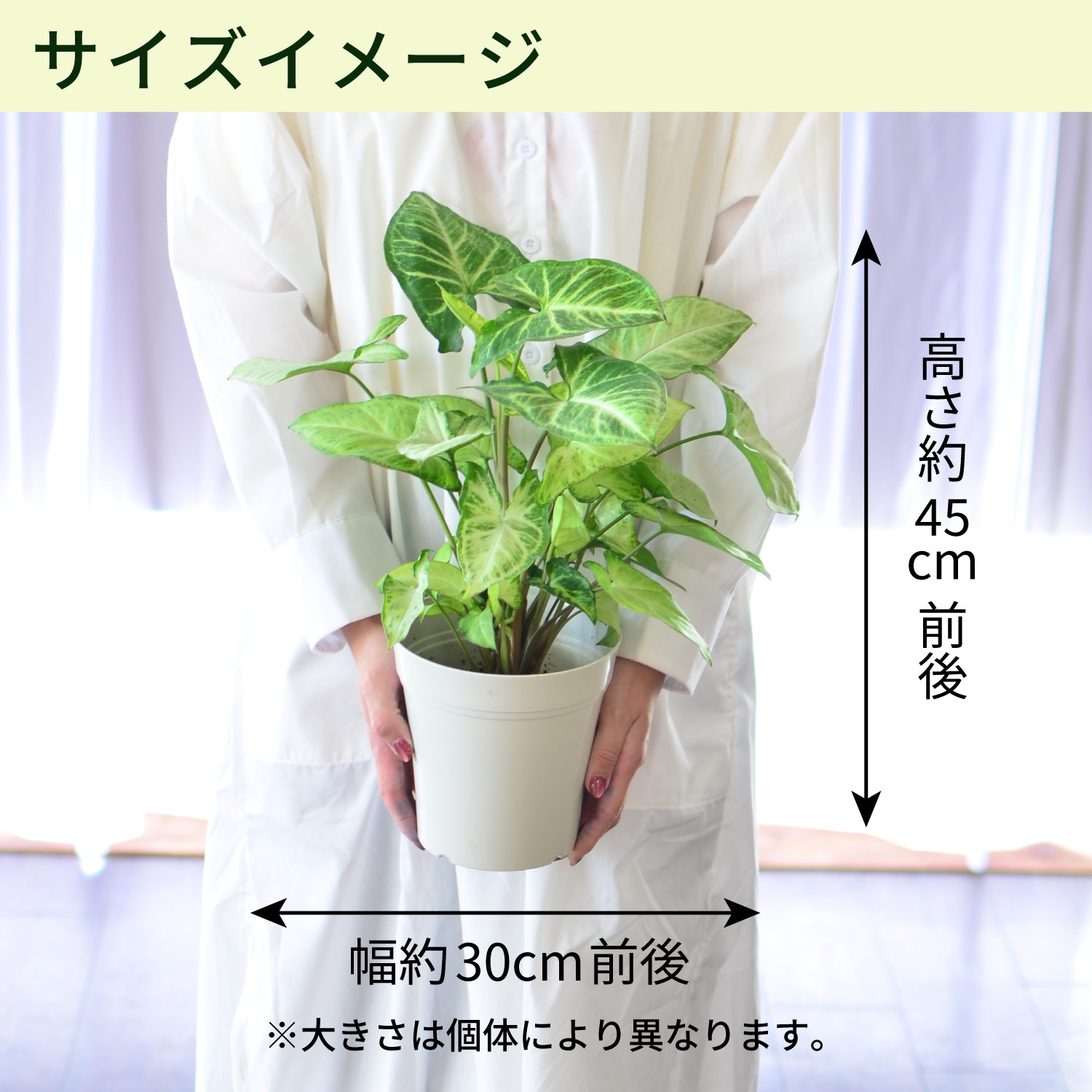 �T�C�Y�C���[�W