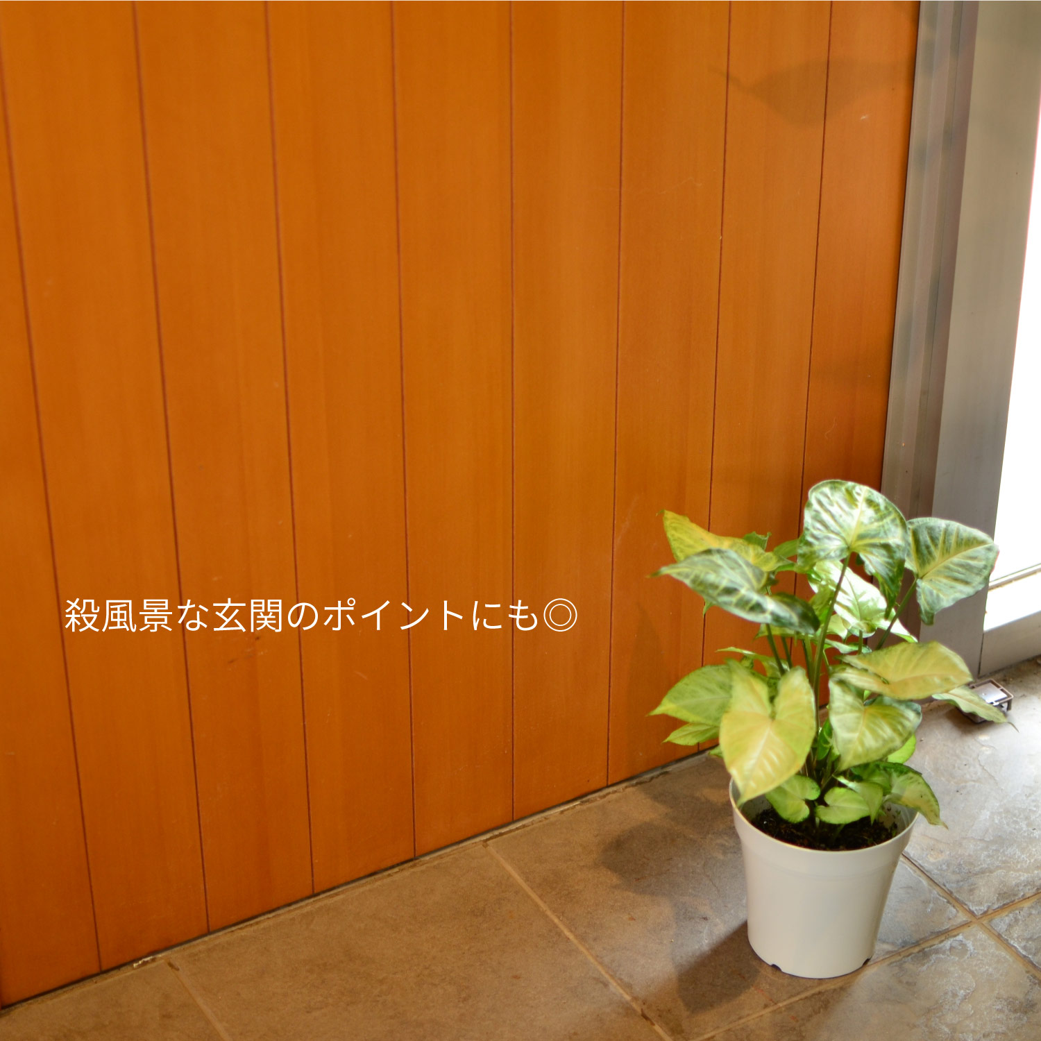 �V���S�j�E��5�����C���[�W