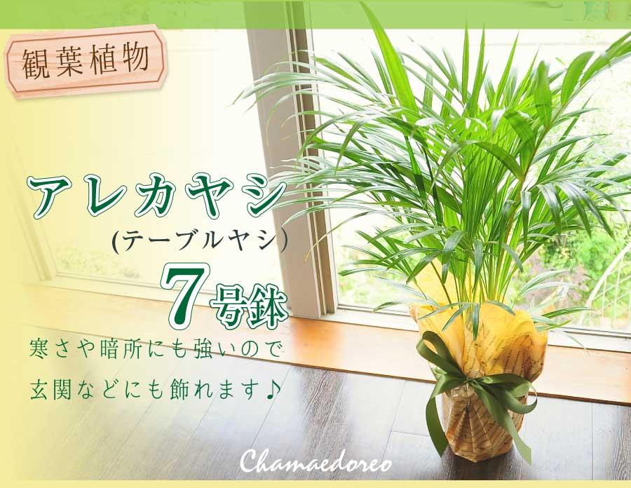 アレカヤシ 7号鉢 テーブルヤシ ケンチャヤシ 観葉植物 観葉植物 エーデルワイス 花の贈り物 フラワーギフト通販 花宅配 水戸市