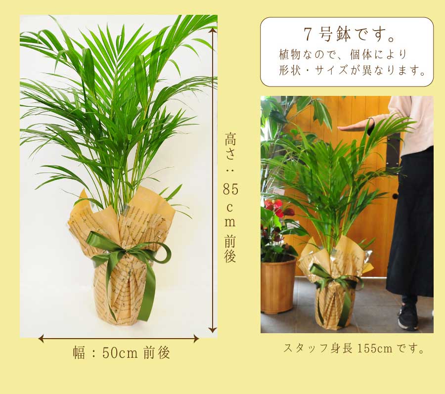 アレカヤシ 7号鉢 テーブルヤシ ケンチャヤシ 観葉植物 観葉植物 エーデルワイス 花の贈り物 フラワーギフト通販 花宅配 水戸市