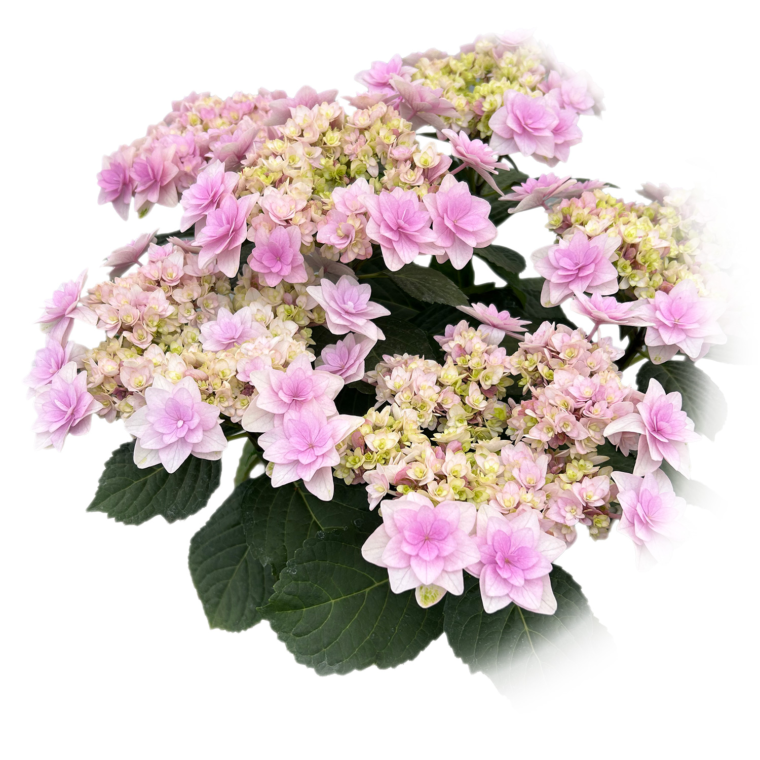 ���������~�R�A�J��