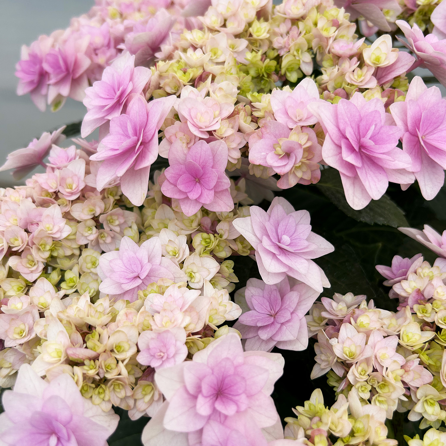 ���������~�R�A�J�� �s���N