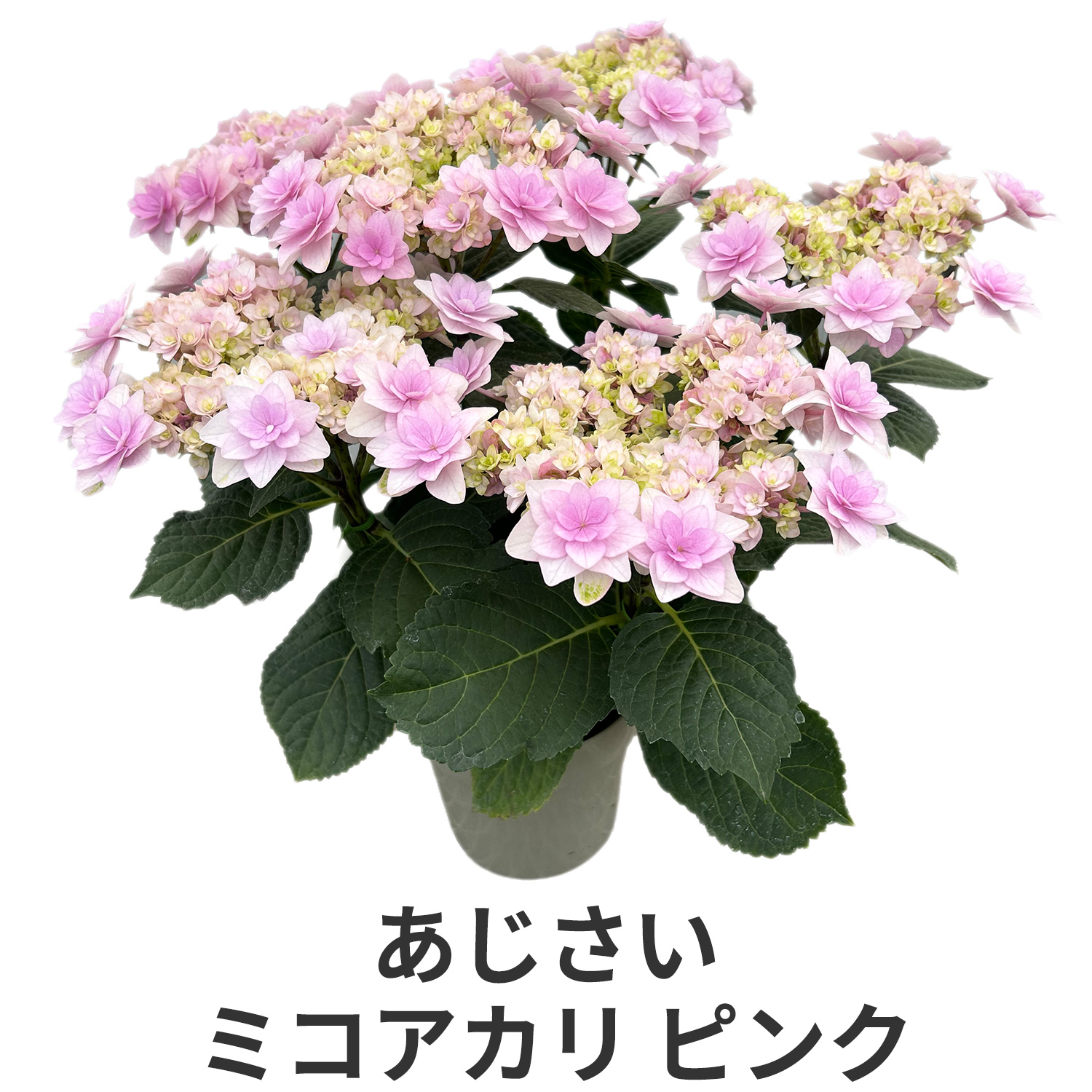 ���������~�R�A�J��